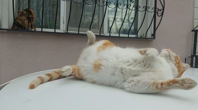 Bu Da Şaklaban Kedi: Kameraları Görünce Poz Verip Dans Ediyor