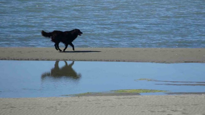 Van Gölü Seviye Kaybediyor: Sahildeki Kum Adalarının Sayısı Arttı