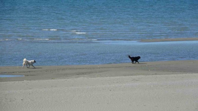 Van Gölü Seviye Kaybediyor: Sahildeki Kum Adalarının Sayısı Arttı