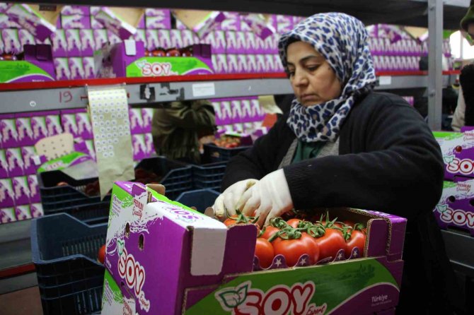 İ̇hracat Yasağı Kalktı, Domates Hareketliliği Başladı