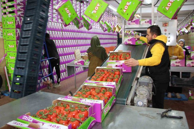 İ̇hracat Yasağı Kalktı, Domates Hareketliliği Başladı
