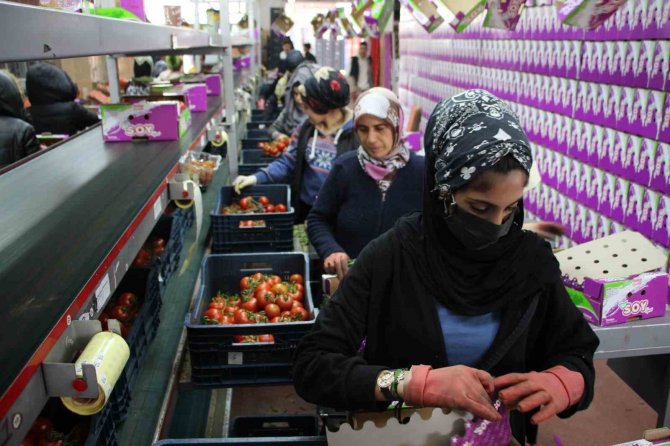İ̇hracat Yasağı Kalktı, Domates Hareketliliği Başladı