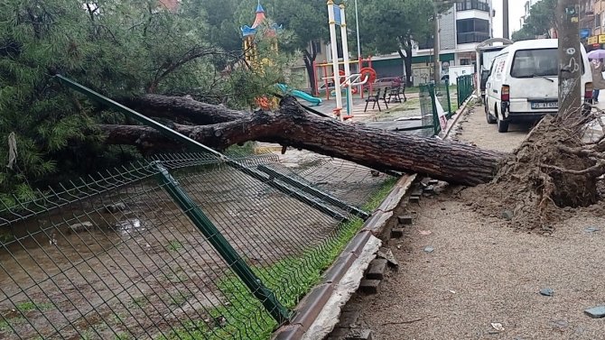 Edremit’te Yağmur Çam Ağacını Devirdi