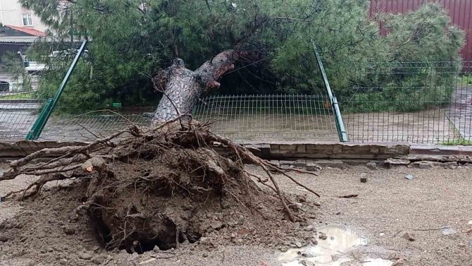 Edremit’te Yağmur Çam Ağacını Devirdi