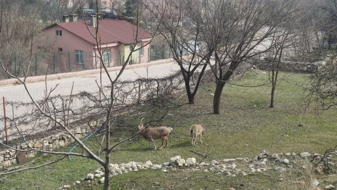 Tunceli’de Yaban Keçileri Sokakları Mesken Tuttu
