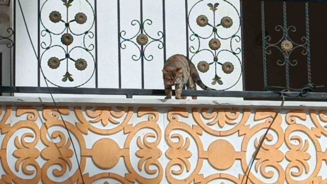 Hasarlı Binada Kurtarılmak İstenen Kedi Atlayarak Kaçtı