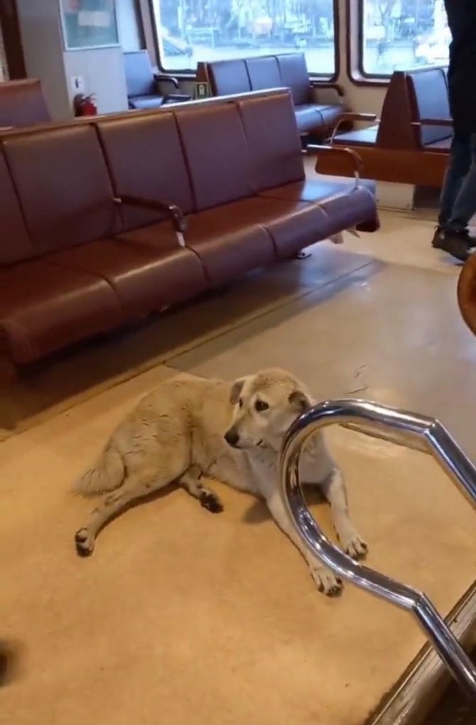 Vapurda Köpek Krizi: Kaptan Seferi İptal Etti