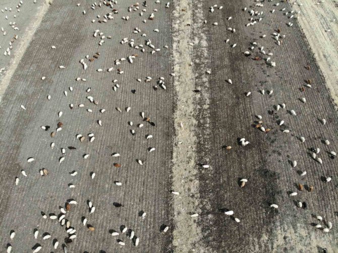 Kars’ta Hayvanlar Meralara Erken Çıktı