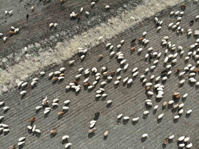 Kars’ta Hayvanlar Meralara Erken Çıktı