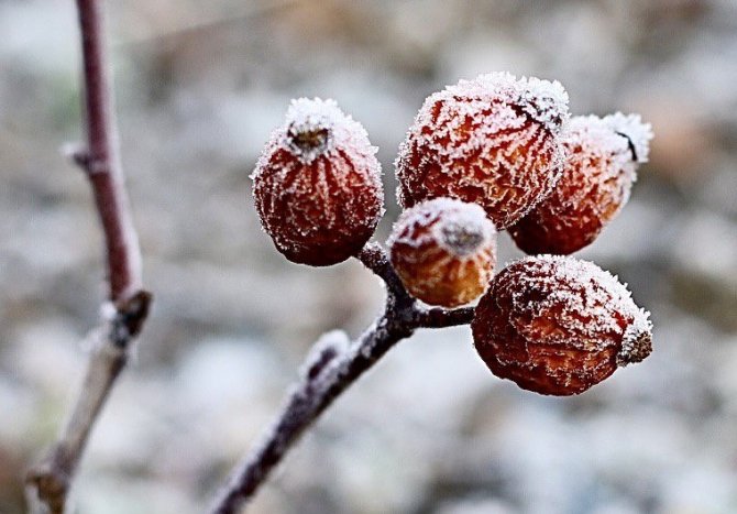 Ağrı’da Buzlar Erimiyor