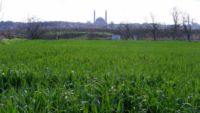 Çiftçide Kuraklık Endişesi: Buğday Filizleri Çimen Boyunda Kaldı