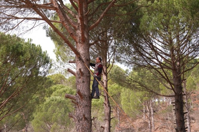 Türkiye’nin Çam Fıstığı Deposu Bergama’da Hasat Telaşı