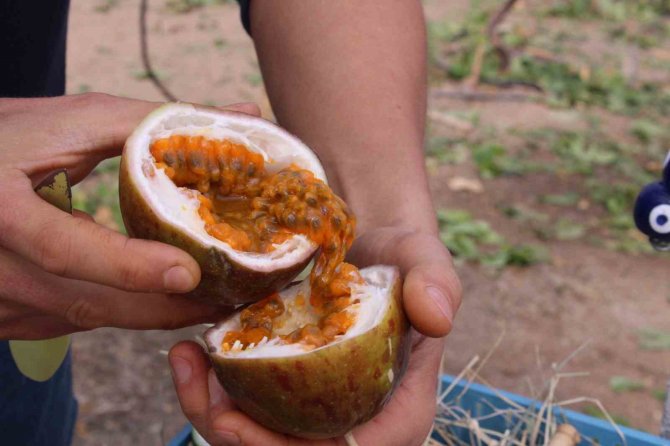 İ̇thal Meyveyi İ̇zmir’de Üretti, Rotayı Avrupa’ya Çevirdi