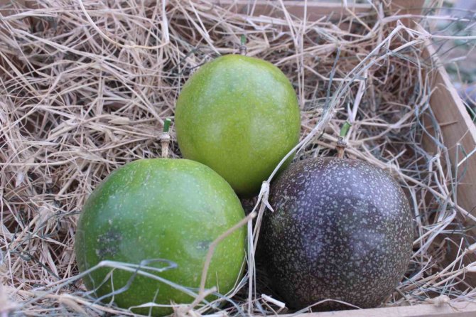 İ̇thal Meyveyi İ̇zmir’de Üretti, Rotayı Avrupa’ya Çevirdi