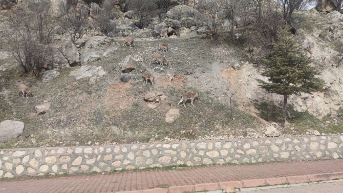 Tunceli’de Yaban Keçileri Sokakları Mesken Tuttu