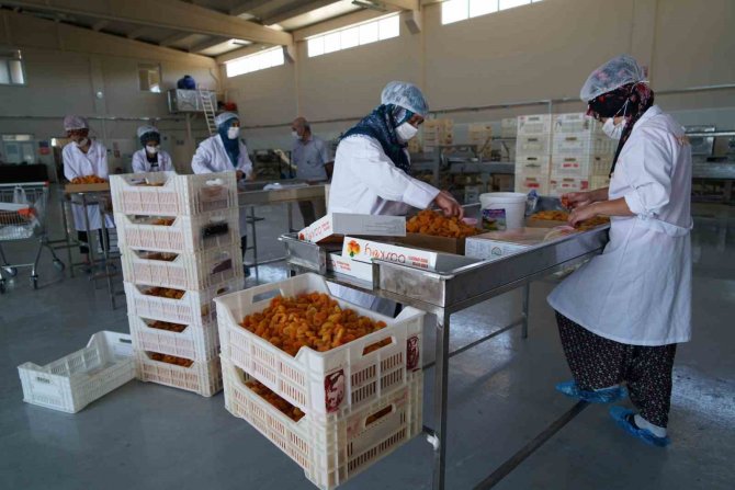 Depremden Sonra Tonlarca Kayısı Depoda Kaldı: Elazığ’dan Şire Pazarı Talebi