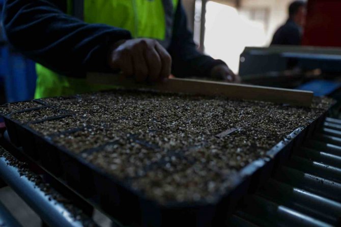 Belediye Kendi Çiçeklerini Üretiyor