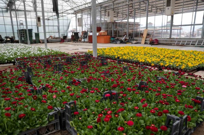 Belediye Kendi Çiçeklerini Üretiyor