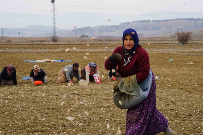 Dünyaca Ünlü Taşköprü Sarımsağı Toprakla Buluşuyor