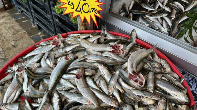 Hamsiden Sonra Tezgahların Yeni Gözdesi: Tirsi