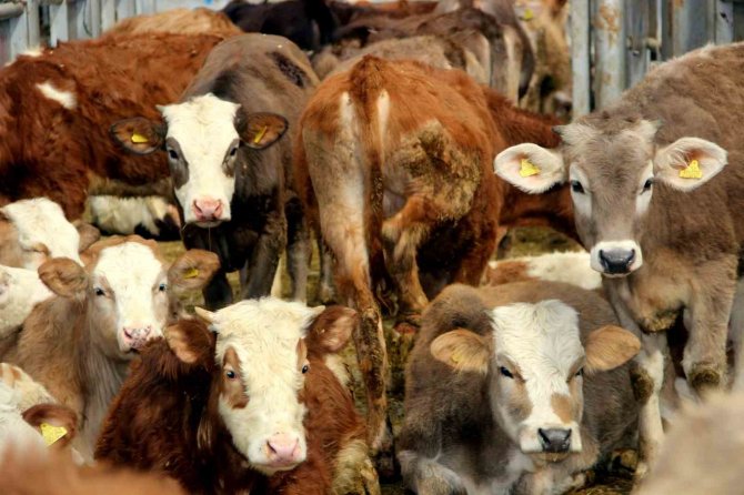 Avrupa’nın En Büyük Canlı Hayvan Pazarı Şap Hastalığı Nedeniyle Kapatıldı