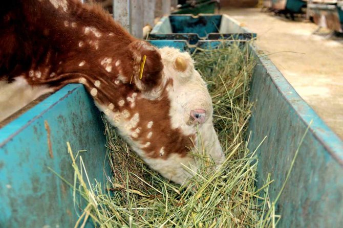Avrupa’nın En Büyük Canlı Hayvan Pazarı Şap Hastalığı Nedeniyle Kapatıldı