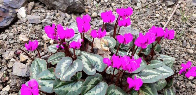 Karların Erimesiyle Şelale Oluştu