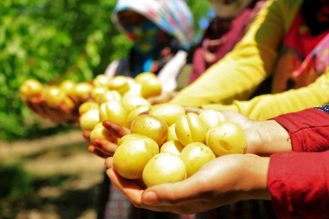 Depremden Sonra Tonlarca Kayısı Depoda Kaldı: Elazığ’dan Şire Pazarı Talebi