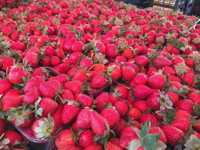 Halk Pazarında Güncel Fiyatlar