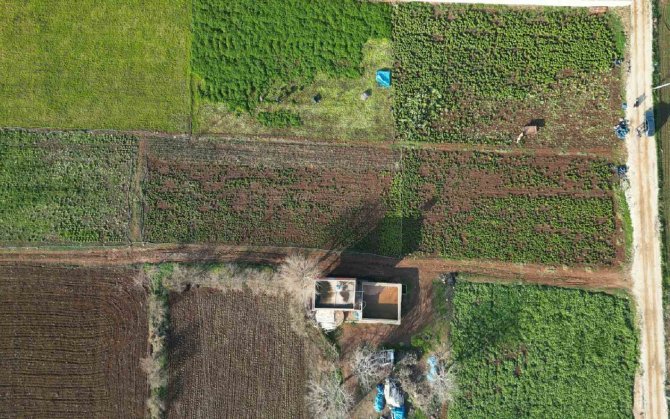 Kilis’te Depremden Sonra Marul Ve Maydanoz Hasadı Başladı