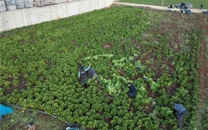 Kilis’te Depremden Sonra Marul Ve Maydanoz Hasadı Başladı