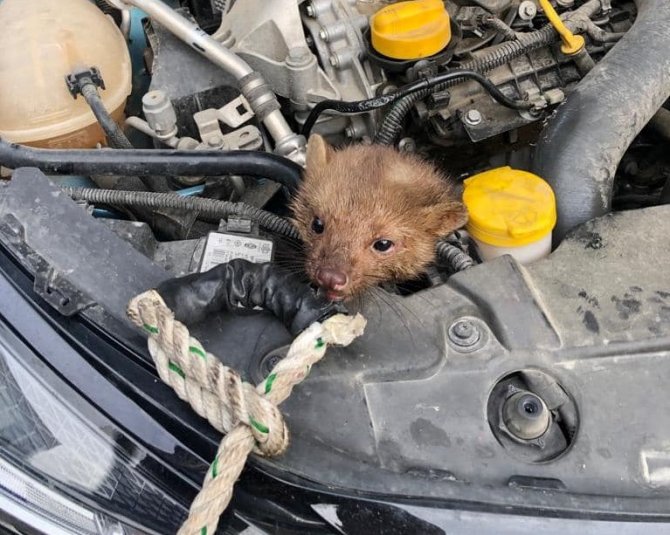 İ̇tfaiyecilerin Sansar Kurtarma Operasyonu