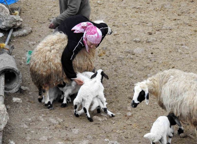 Süt Kuzuları Günde 2 Defa Anneleriyle Buluşturuluyor