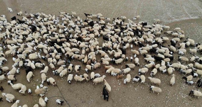 Süt Kuzuları Günde 2 Defa Anneleriyle Buluşturuluyor