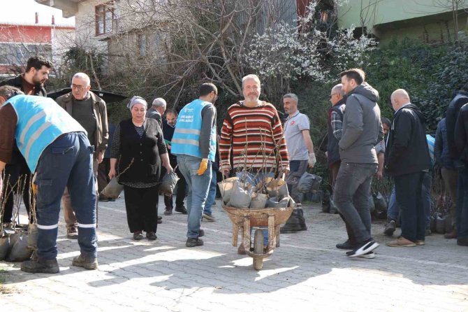 Coğrafi İşaret İçin Gün Sayan ‘Mor Patlıcan İnciri’ Fidanları Üreticilere Dağıtıldı