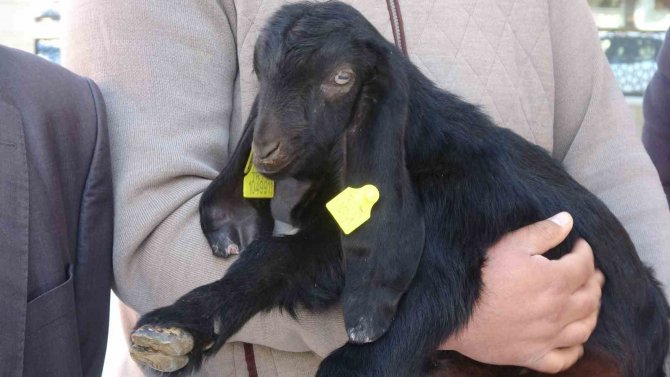 Bakan Kirişci’den Şap Aşısı Müjdesi