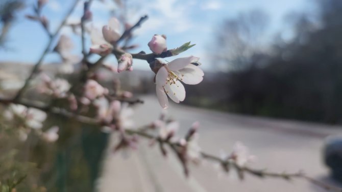 Tunceli’de Çiftçilerin Don Tedirginliği