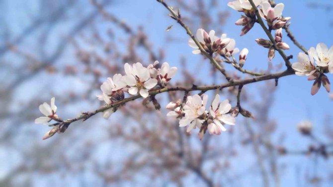 Tunceli’de Çiftçilerin Don Tedirginliği