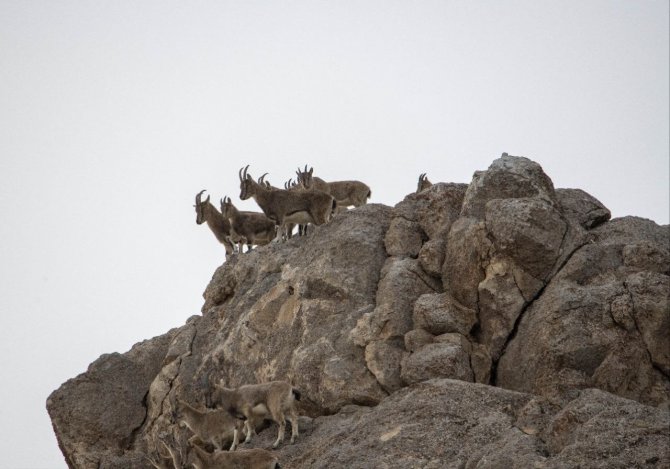Kara Avcılığı Geçici Süreliğine Yasaklanınca Yaban Keçileri Yola Kadar İndi