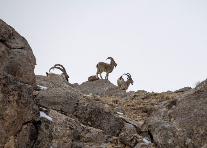 Kara Avcılığı Geçici Süreliğine Yasaklanınca Yaban Keçileri Yola Kadar İndi