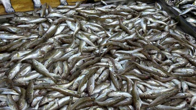 Balık Fiyatlarına Ramazan Düzenlemesi