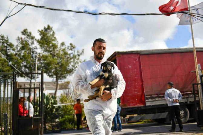 Enkazdan Kurtarılan 12 Köpek, Antalya’da Tedaviye Alındı