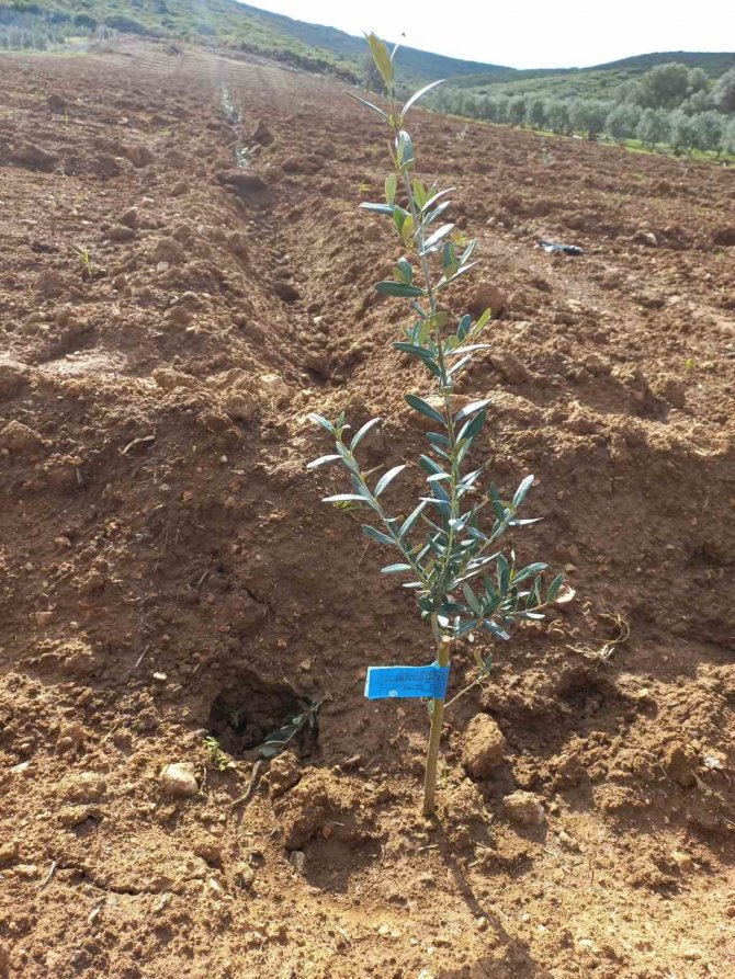 Didim’de Fidan Desteği Kontrolleri Gerçekleştirildi