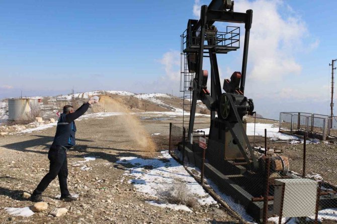 Batman’da Yiyecek Bulamayan Hayvanlar Unutulmadı