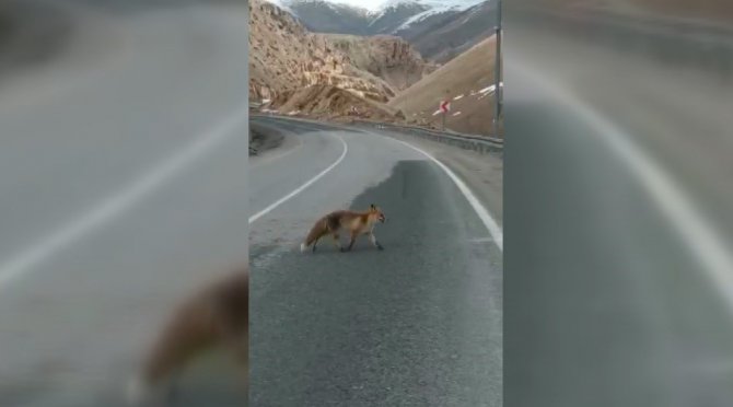 Soğukta Aç Kalan Tilkiyi Elleri İle Besledi