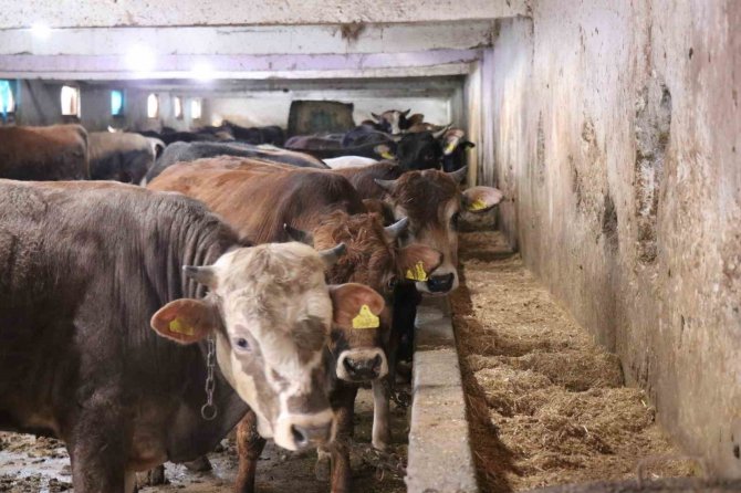 Şap Alarmı Hayvan Pazarlarını Kapattırdı: Yasağa Uymayanlara 46 Bin Lira Ceza Kesilecek