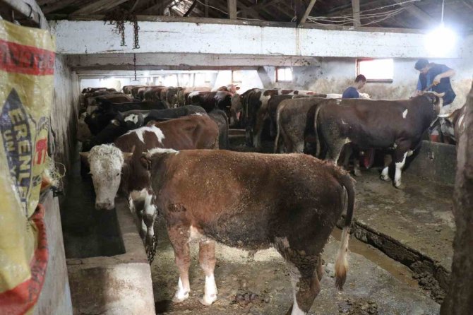Şap Alarmı Hayvan Pazarlarını Kapattırdı: Yasağa Uymayanlara 46 Bin Lira Ceza Kesilecek