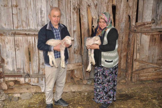 Koyun Sezaryenle İkiz Doğurdu