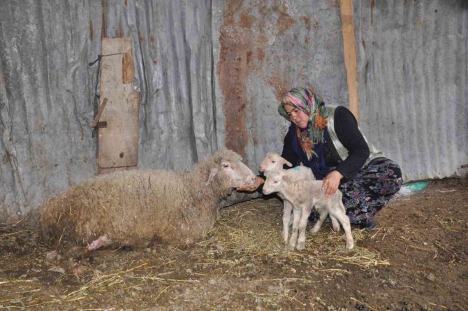 Koyun Sezaryenle İkiz Doğurdu