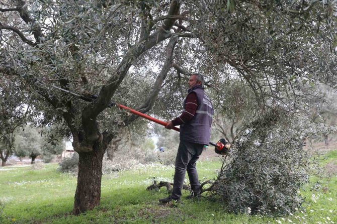 Efeler’deki Zeytin Bahçelerinde Bakım Çalışmaları Devam Ediyor